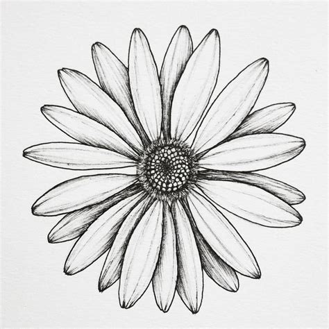 Daisy flower drawings. . Realistic daisy drawing